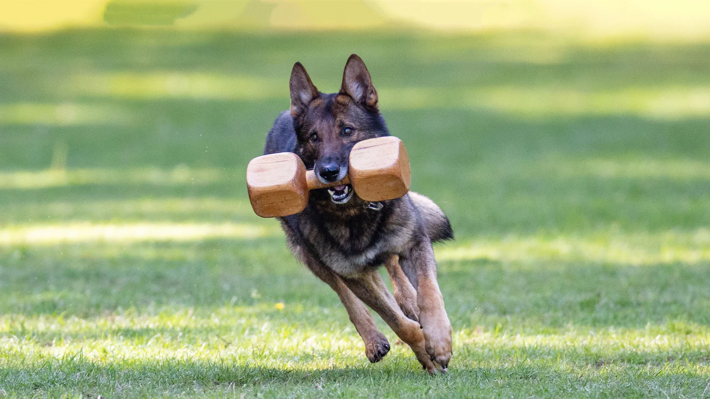 Best Schutzhund Dumbbells for Training: A Guide to Choosing the Right Tools